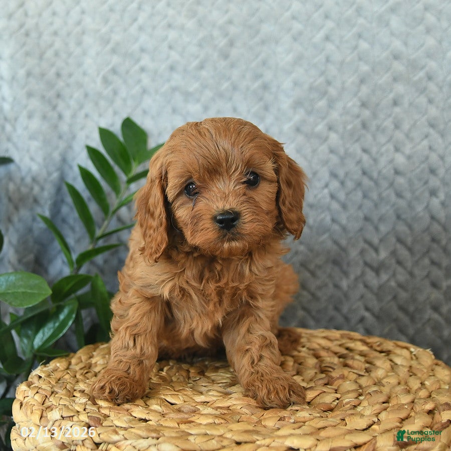 Cavapoo dogs Murphy  - Ad 2