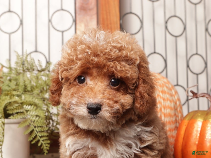 Toy Poodle dogs for sale: Pecan - Teacup Poodle  - Ad 2