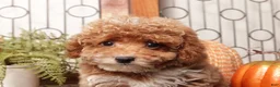 Toy Poodle dogs for sale: Pecan - Teacup Poodle  - Ad 2