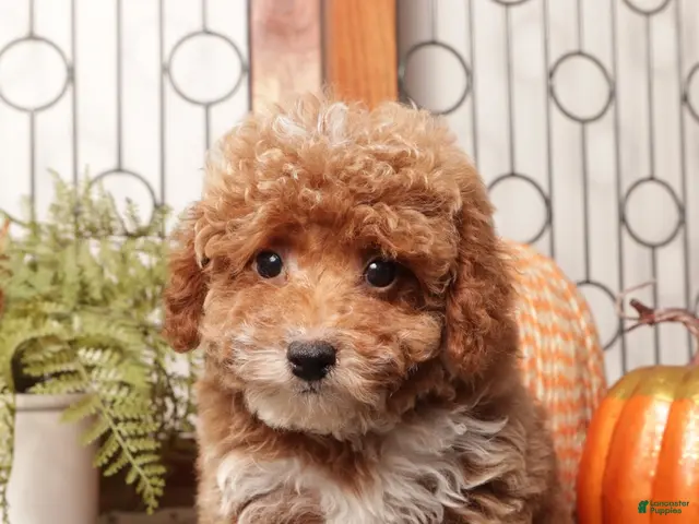 Toy Poodle dogs for sale: Pecan - Teacup Poodle - Ad 2