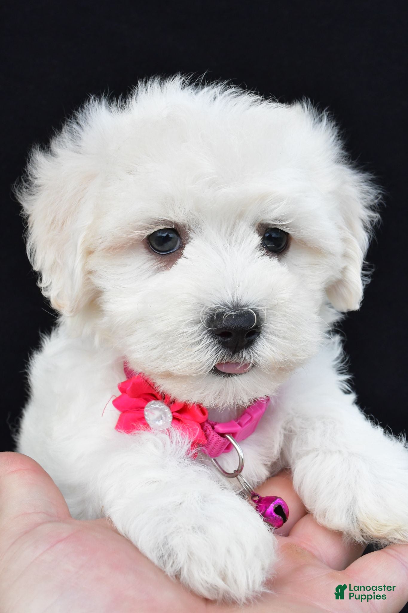 Maltipoo dogs Tessa - Ad 1