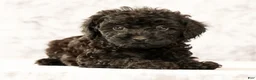 Havapoo dogs for sale: Dahlia - Ad 6