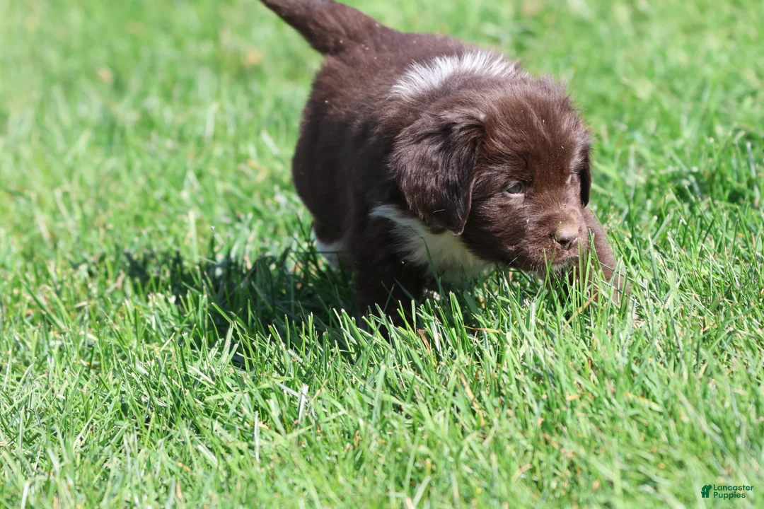 Newfoundland dogs for sale: Angel - Ad 2