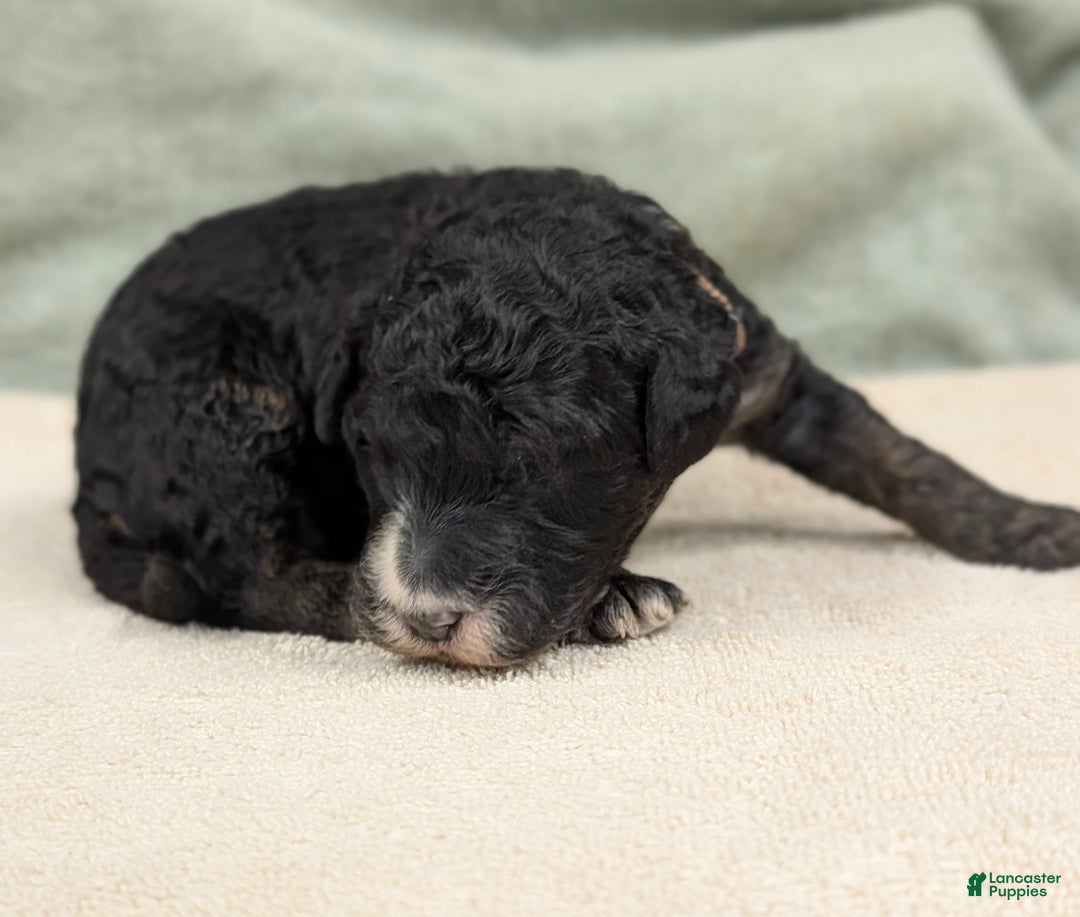 Sheepadoodle dogs for sale: Bronson - Ad 9