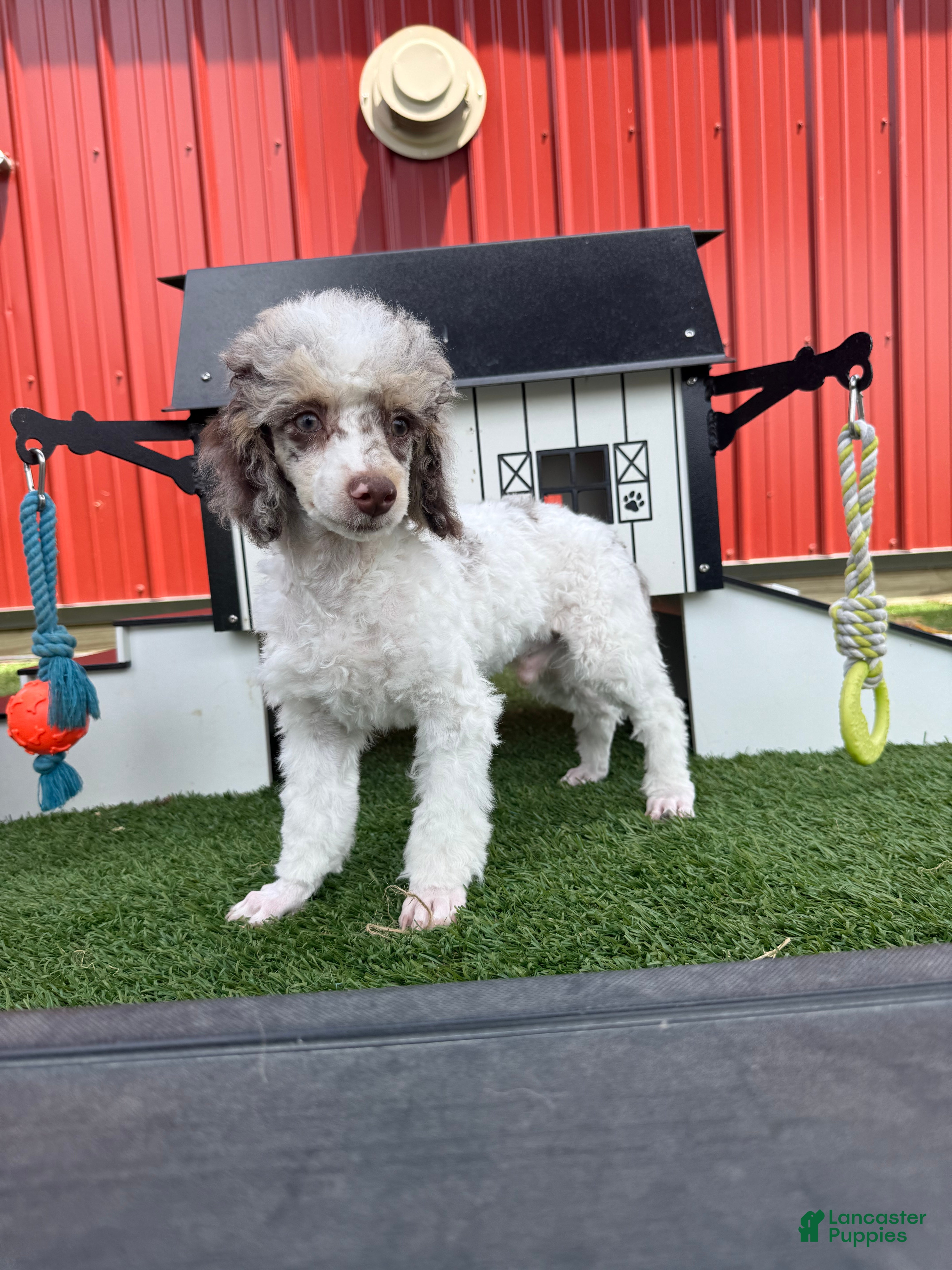 Miniature Poodle dogs for sale: Granite Miniature Poodle Puppy  - Ad 4