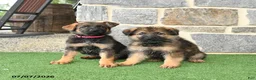 German Shepherd dogs for sale: Olivia - Ad 5