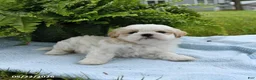 Shih Tzu dogs for sale: Toby - Ad 3