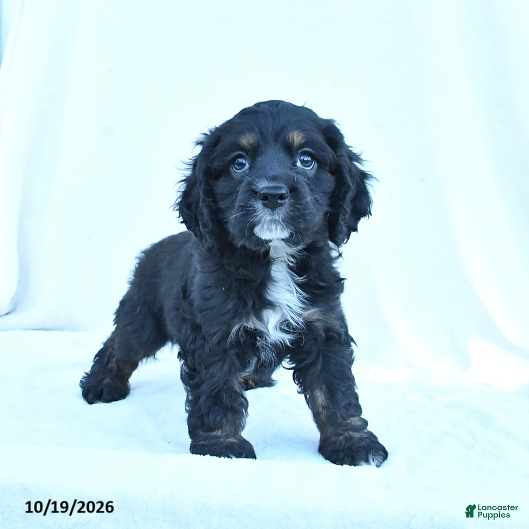 English Cocker Spaniel dogs for sale: Max - Ad 2