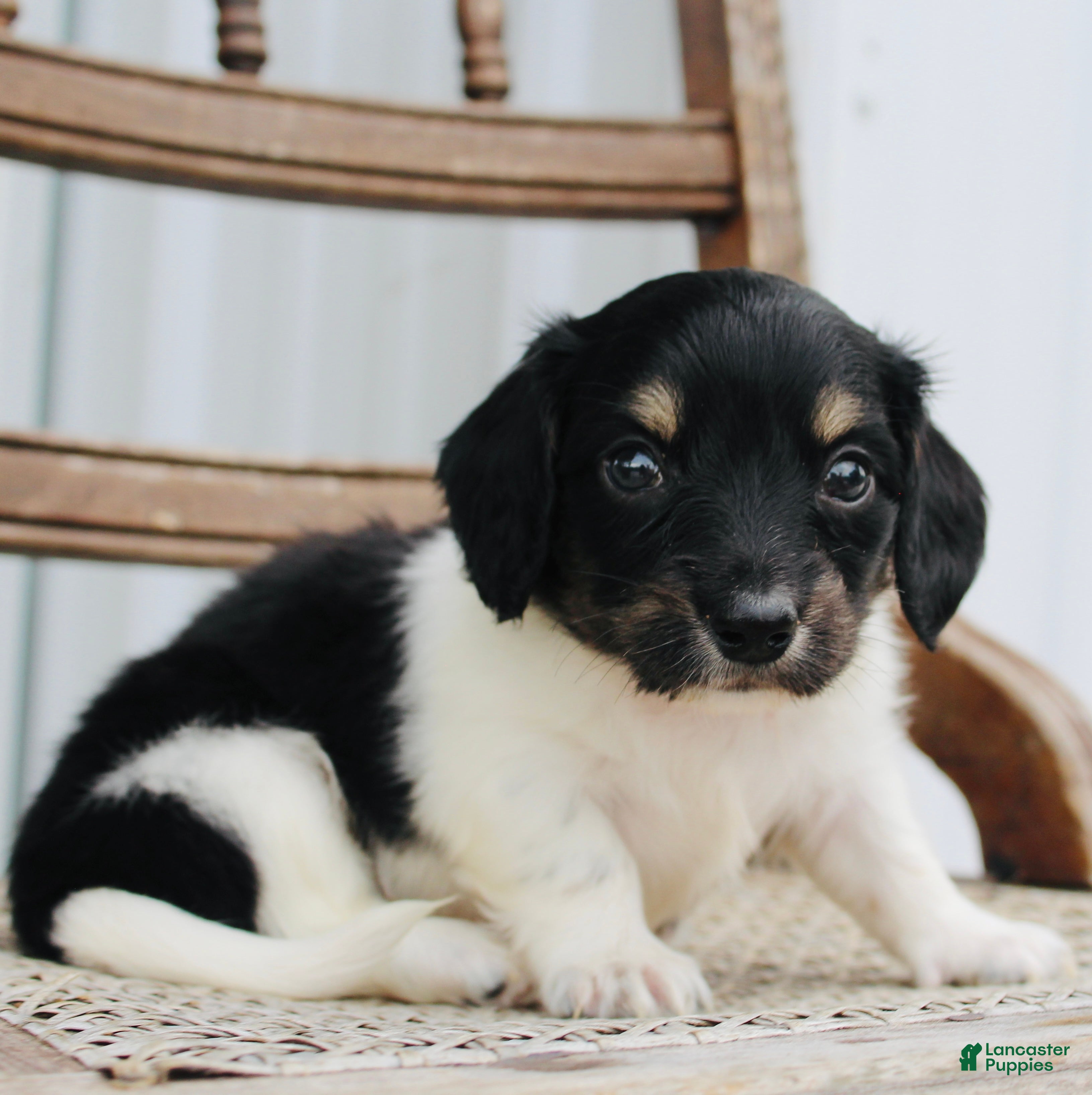 Miniature Dachshund dogs Ashton - Ad 1