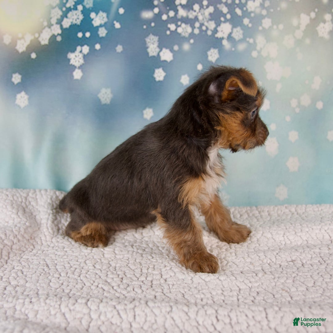 Yorkshire Terrier dogs for sale: Kollin - Ad 7