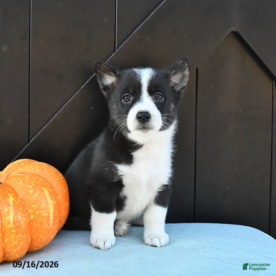 Welsh Corgi Pembroke dogs Autumn - Ad 1