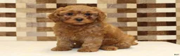 Cavapoo dogs for sale: Dolly - Ad 4