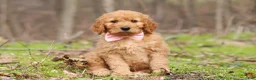 Goldendoodle dogs for sale: Noelle - Ad 2