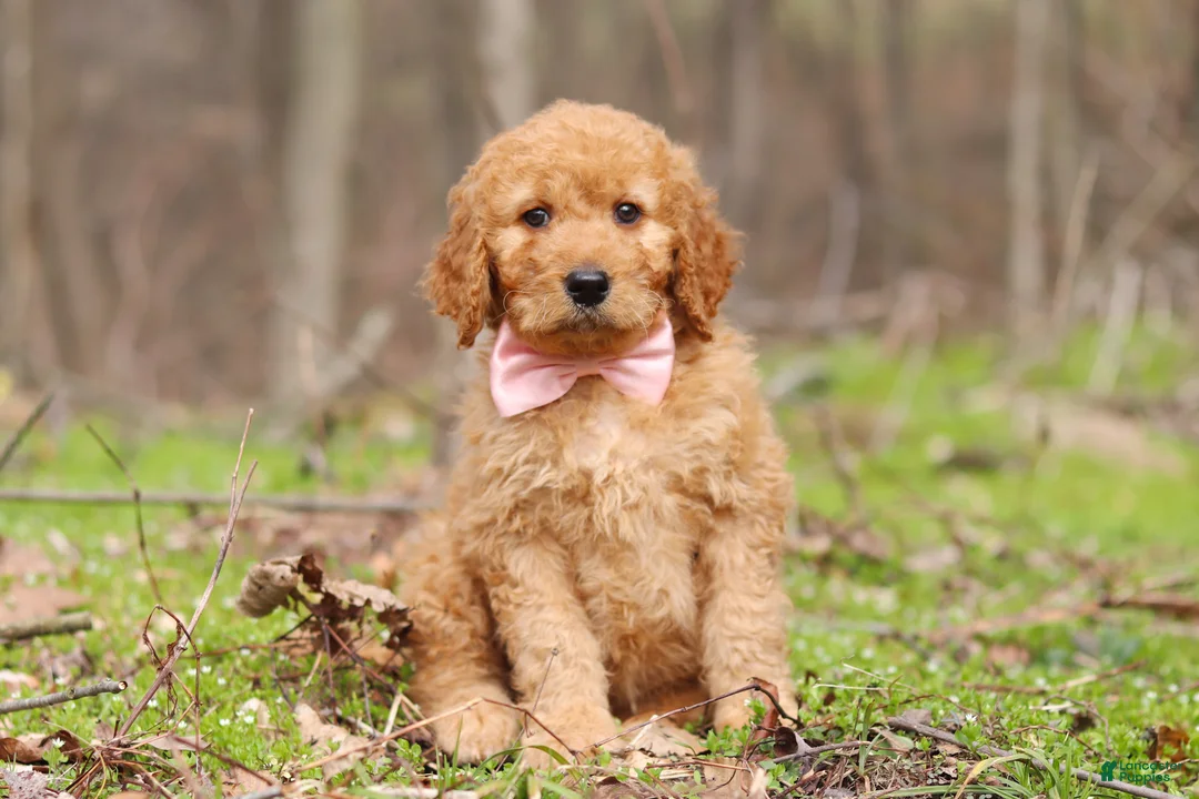 Goldendoodle dogs for sale: Noelle - Ad 2