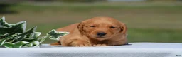 Golden Retriever dogs for sale: Shawn - Ad 2