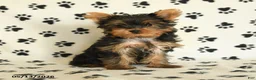 Yorkshire Terrier dogs for sale: Shelby - Ad 4