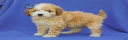 Cavapoo dogs for sale: Ivo F1B Cavapoo Pup - Ad 3