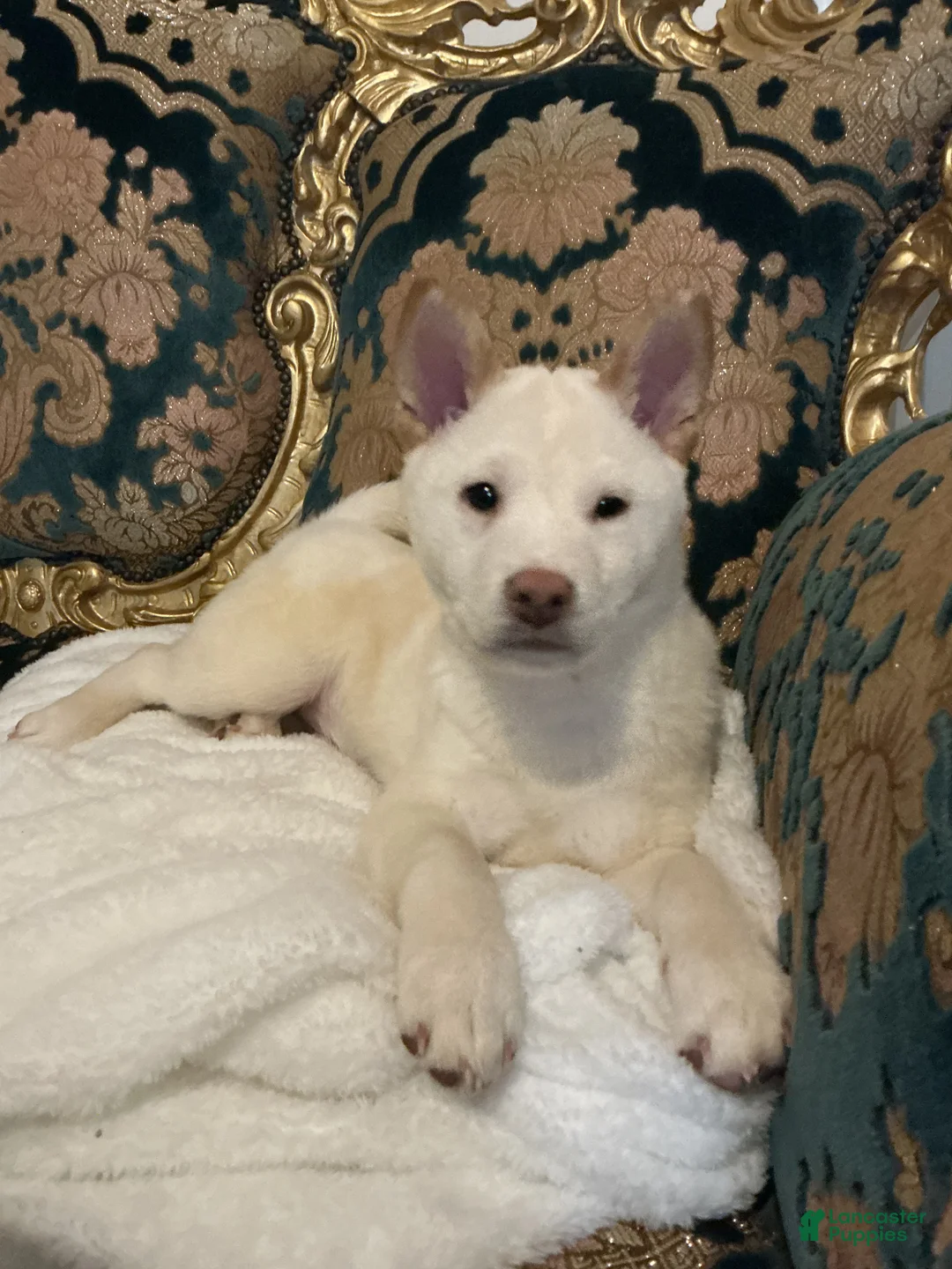 Shiba Inu dogs for sale: Shiba Inu Puppy 1 - Ad 1