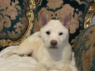 Shiba Inu dogs Shiba Inu Puppy 1 - Ad 13