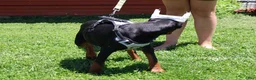 Doberman Pinscher dogs for sale: White - Ad 17