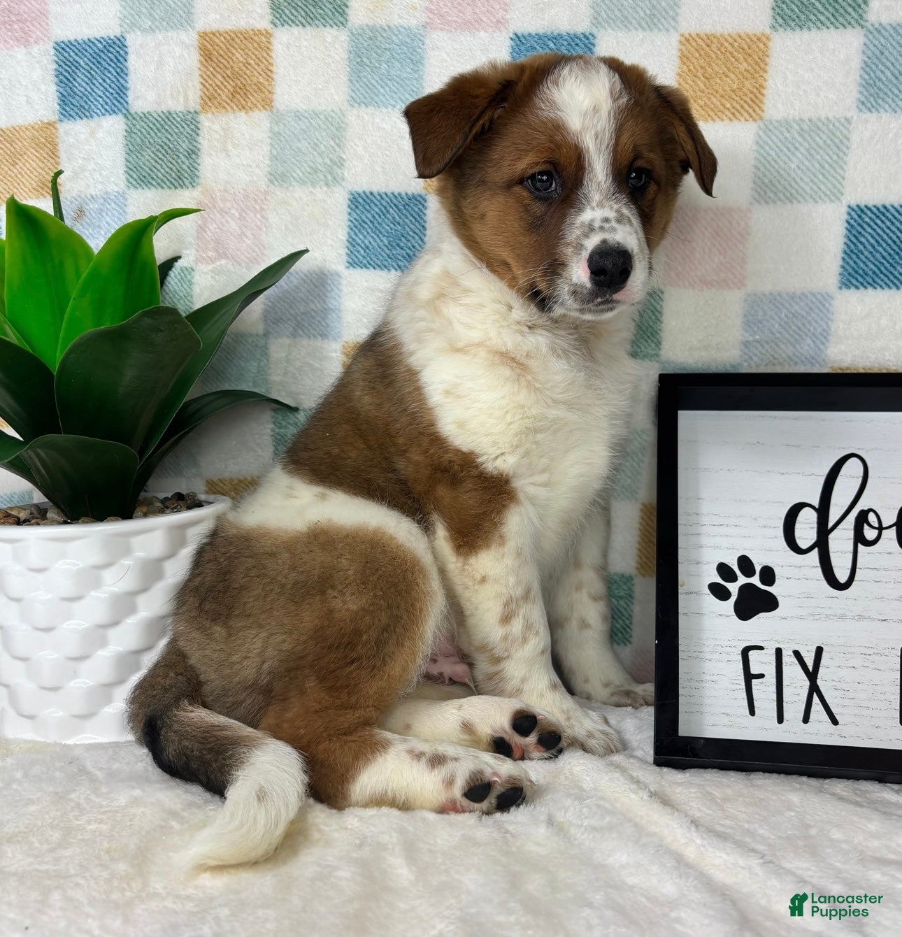 Australian Cattle Dog dogs Ryder - Ad 33