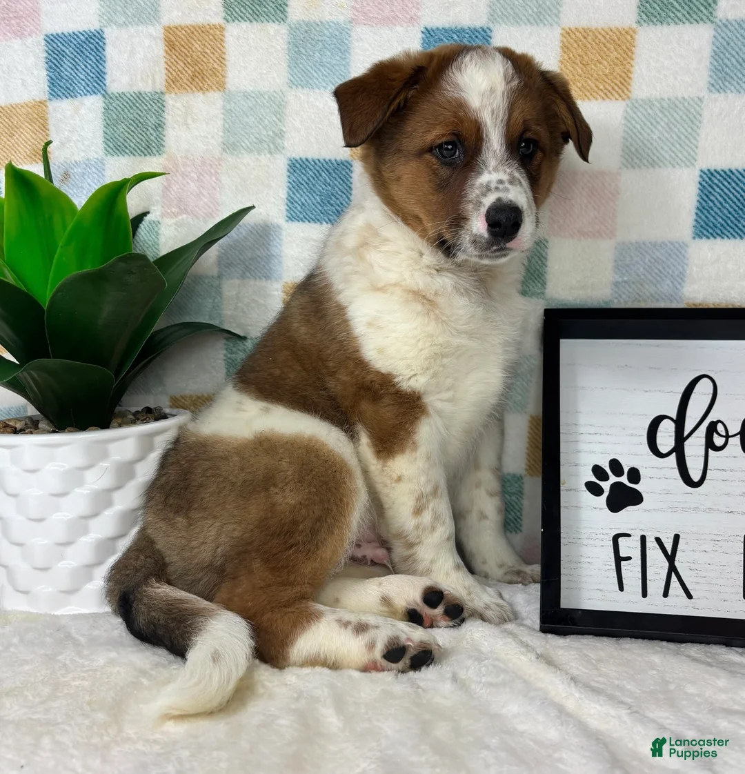 Australian Cattle Dog dogs for sale: Ryder - Ad 1