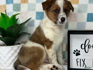 Australian Cattle Dog dogs Ryder - Ad 33