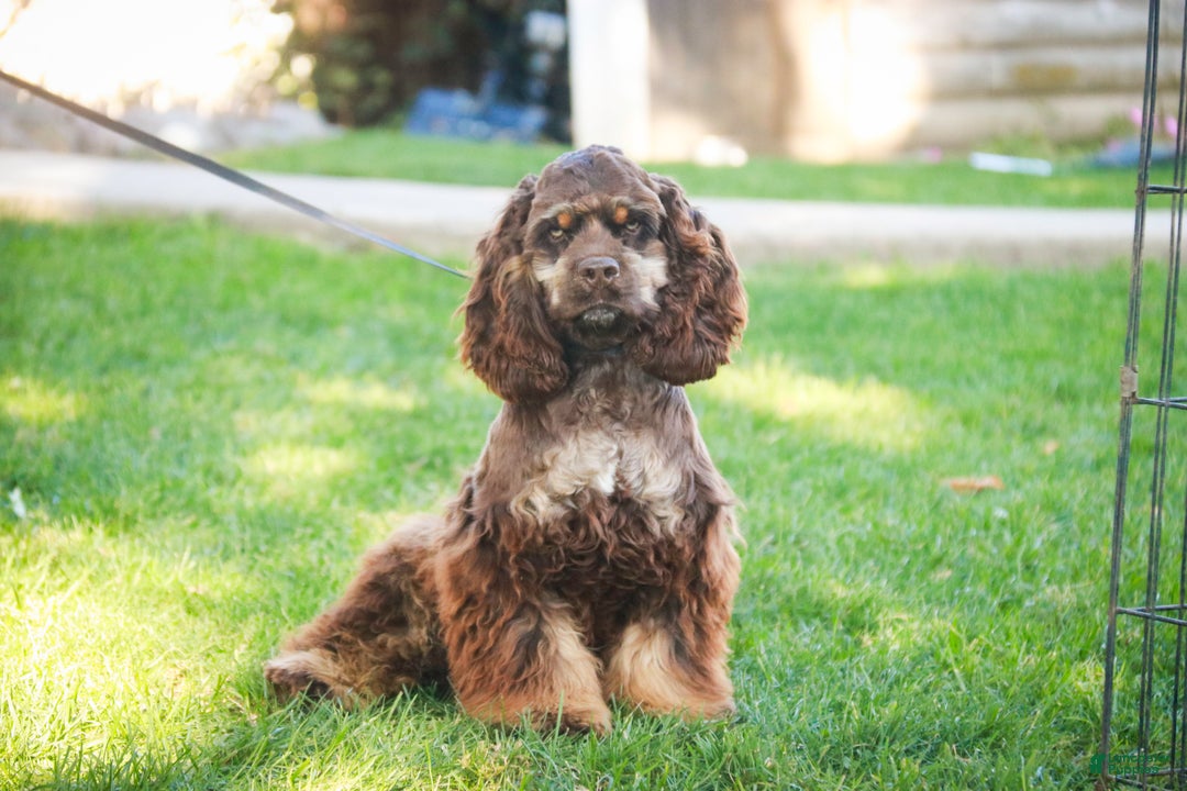 Cocker Spaniel dogs for sale: Dane - Ad 3