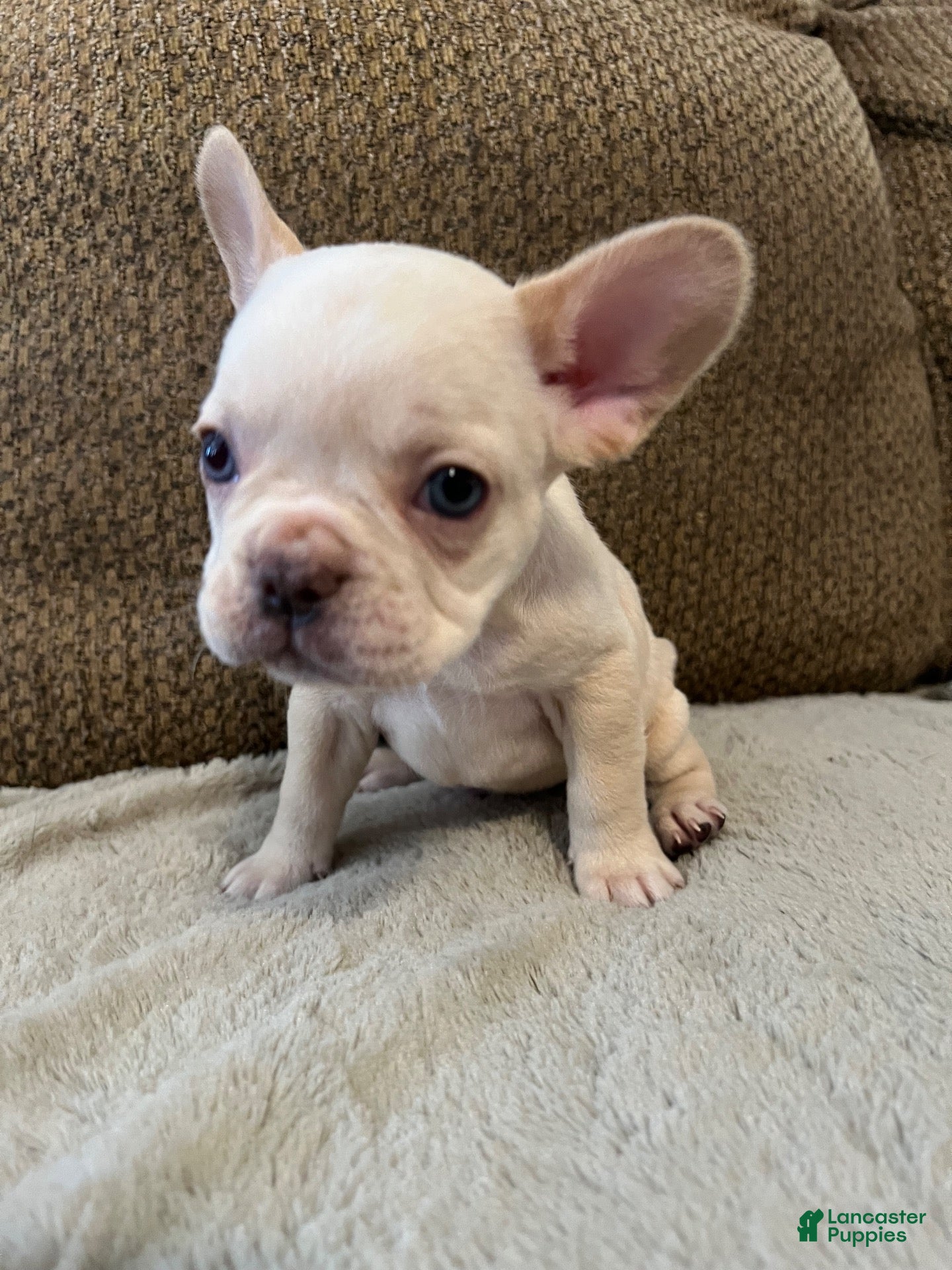 French Bulldog dogs for sale: French Bulldog 3 - Ad 33