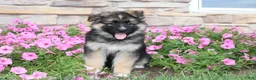 German Shepherd dogs for sale: Hunter - Ad 8