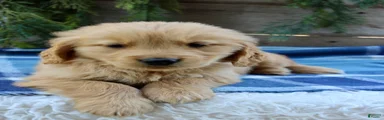 Billy