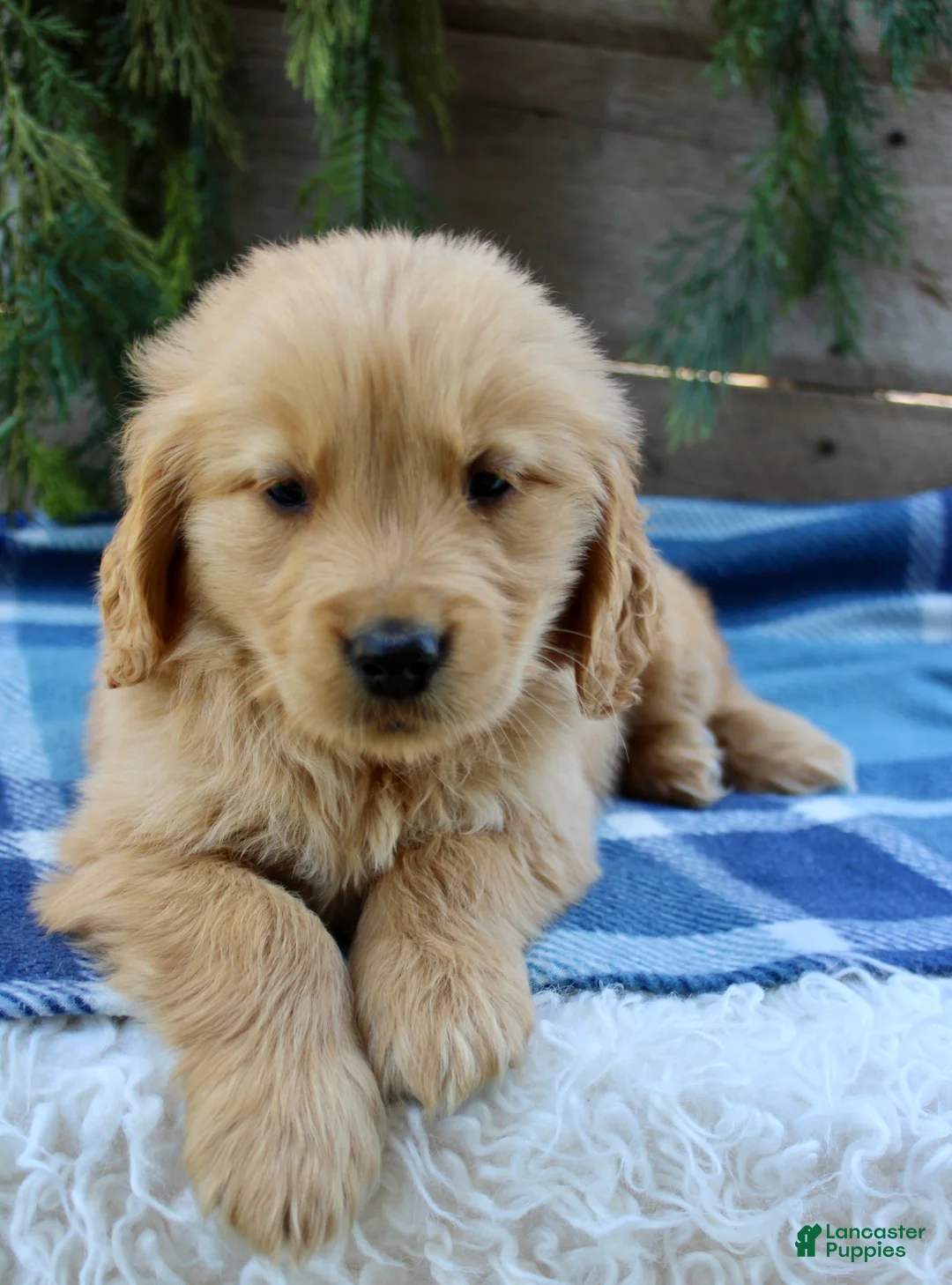 Golden Retriever dogs for sale: Billy - Ad 1