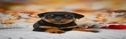 Rottweiler dogs for sale: Miles - Ad 6
