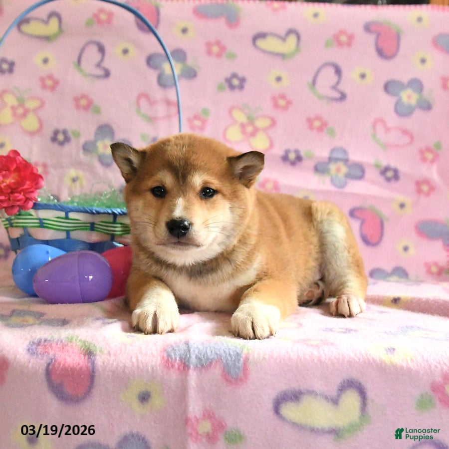 Shiba Inu dogs Duke - Ad 2