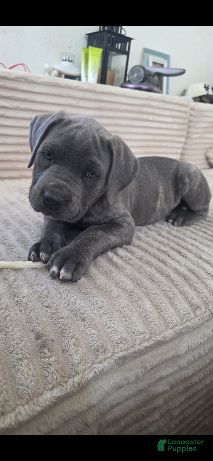Cane Corso dogs Cane Corso Puppy 5 - Ad 2