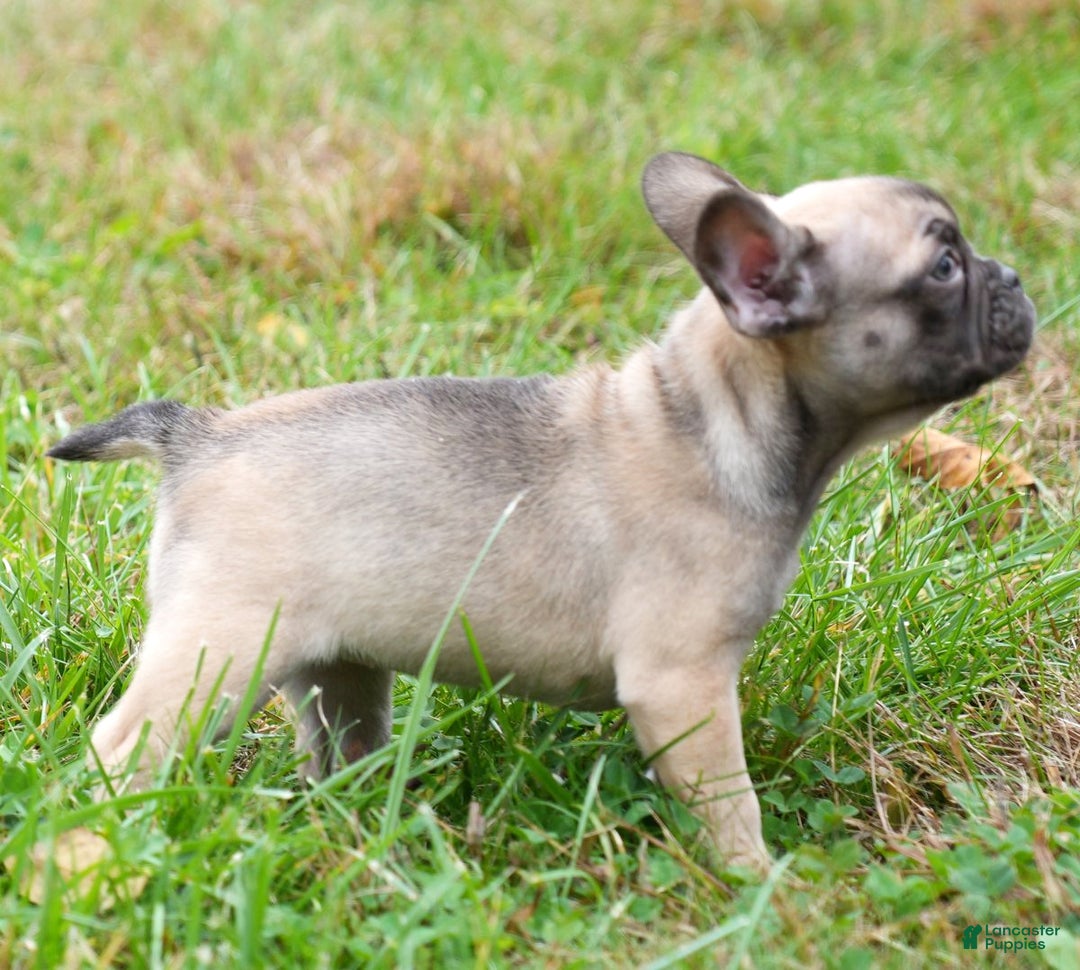 French Bulldog dogs for sale: Cassie - Ad 2