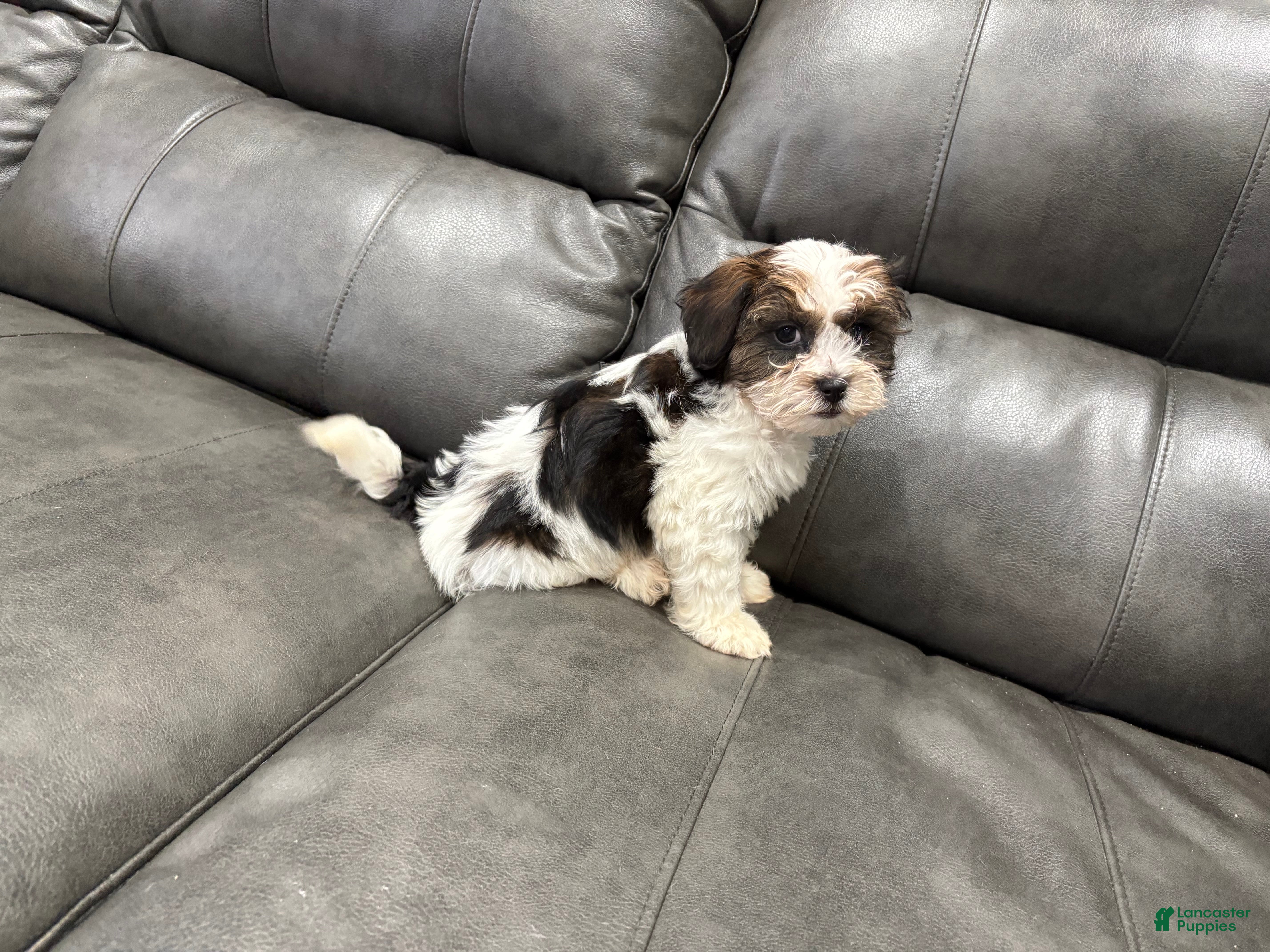 Teddy Bear dogs Teddy Bear  - Ad 1