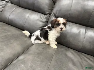Teddy Bear dogs for sale: Teddy Bear - Ad 2