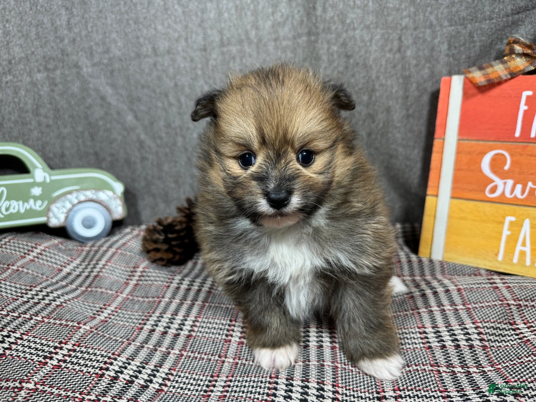 Pomeranian dogs for sale: Pomeranian Puppy 1 - Ad 2
