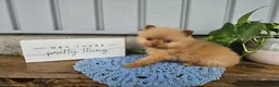 Pomeranian dogs for sale: Marvin - Ad 4
