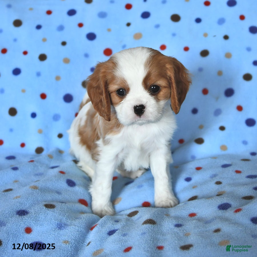 Cavalier King Charles Spaniel dogs Ryan - Ad 5