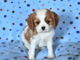 Cavalier King Charles Spaniel dogs Ryan - Ad 42