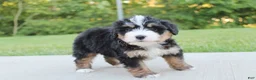 Mini Bernedoodle dogs for sale: April - Ad 2