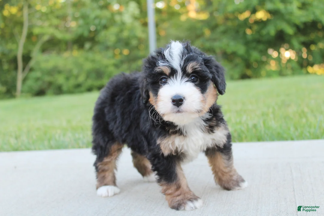 Mini Bernedoodle dogs for sale: April - Ad 2