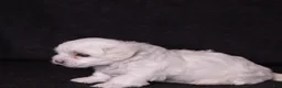 Coton De Tulear dogs for sale: Orchid  - Ad 7