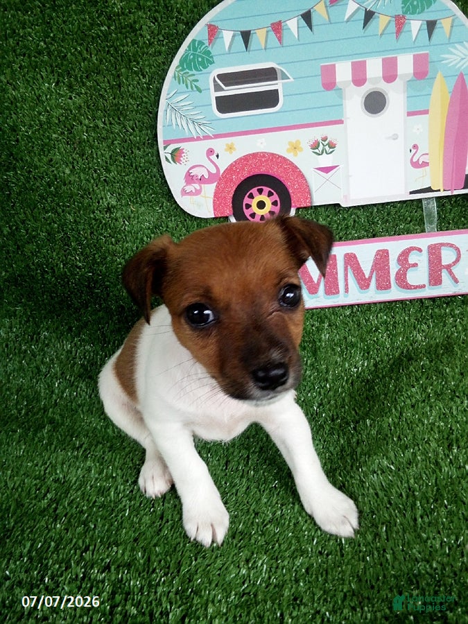 Jack Russell Terrier dogs Kathy - Ad 1