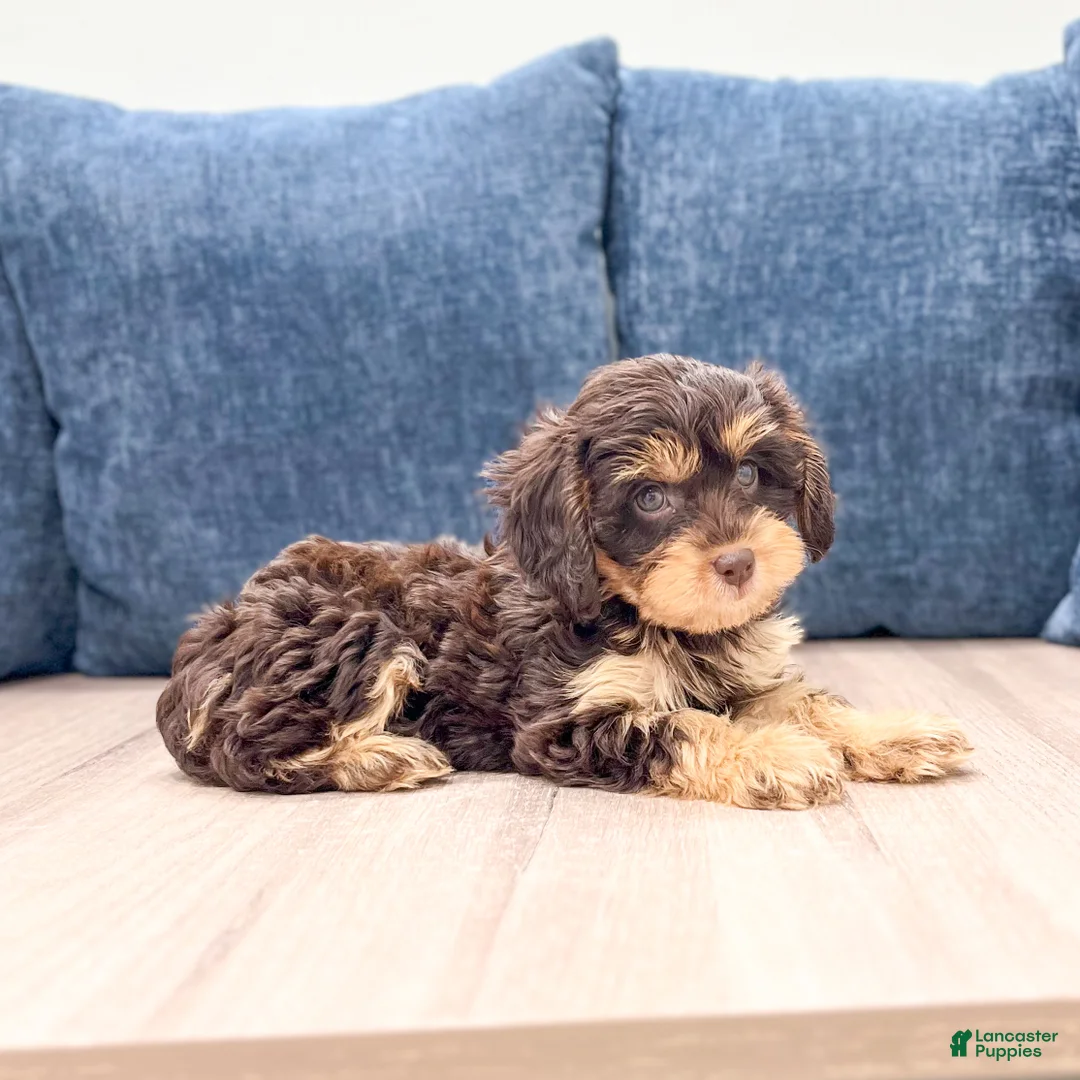 Cavapoo dogs for sale: Sersha - Ad 1