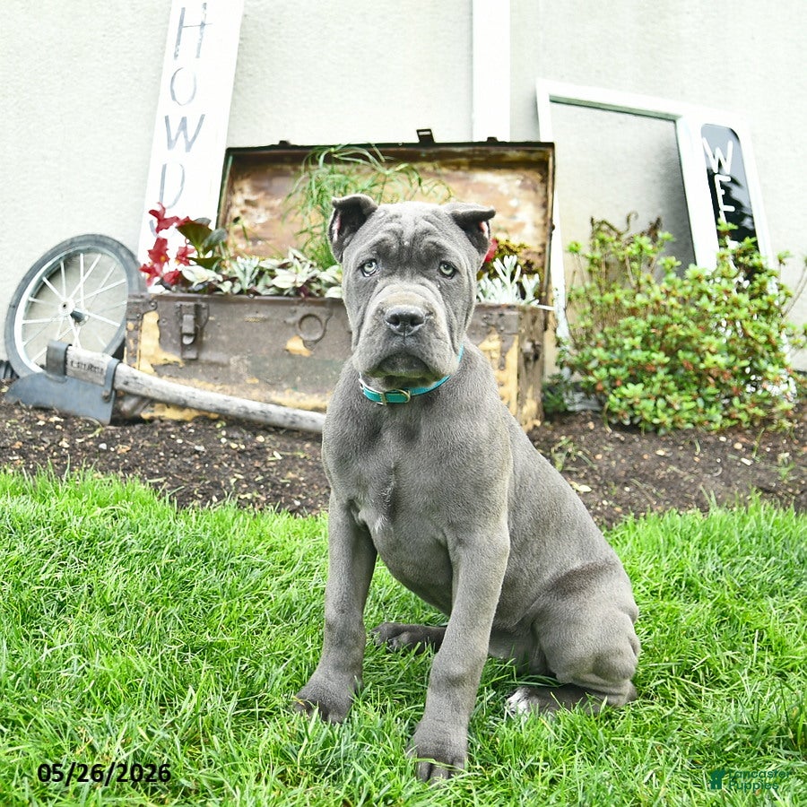 Cane Corso dogs Destiny  - Ad 1