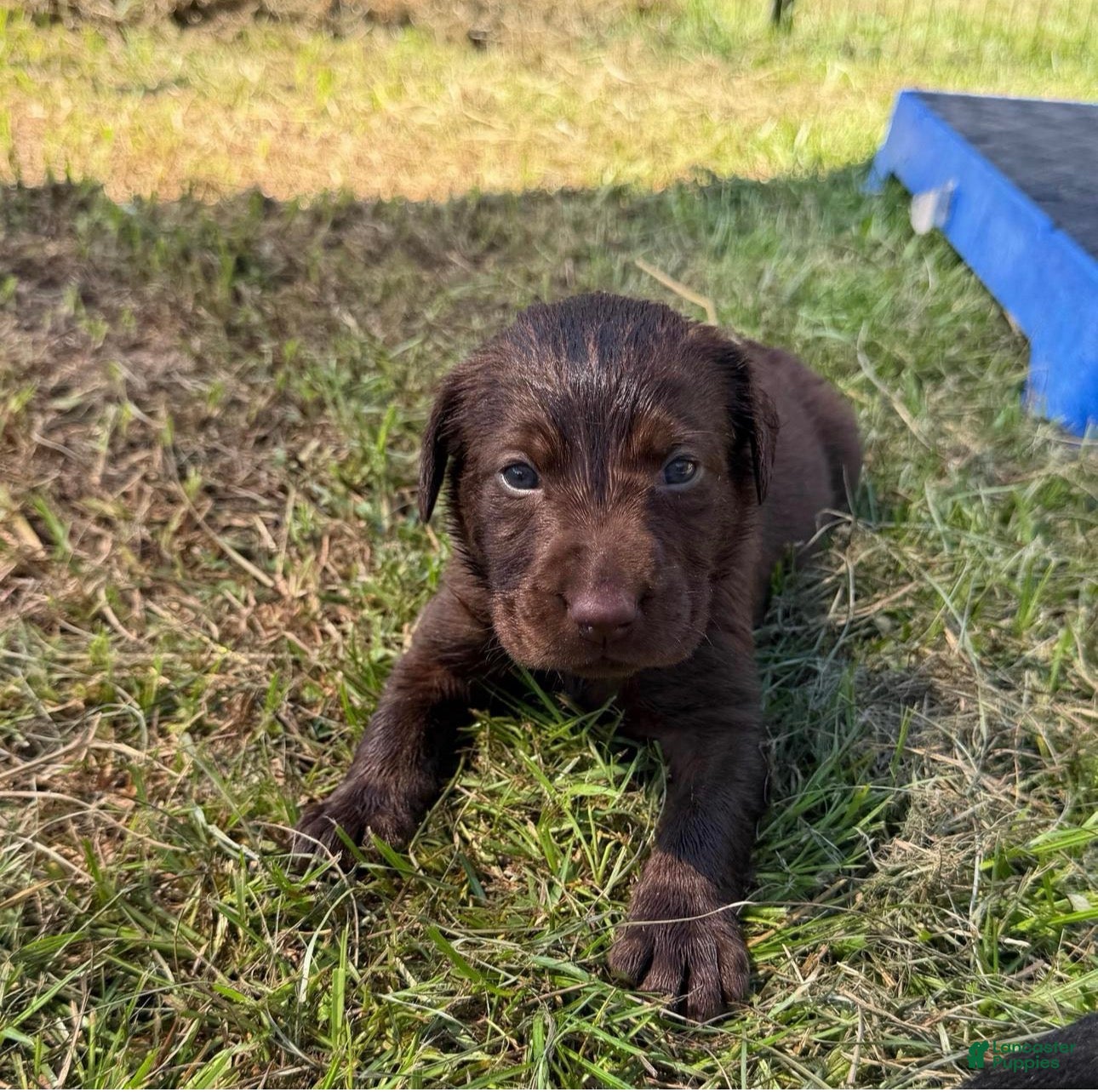 Labrador Retriever dogs Marnie - Ad 12