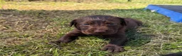 Labrador Retriever dogs for sale: Marnie - Ad 1
